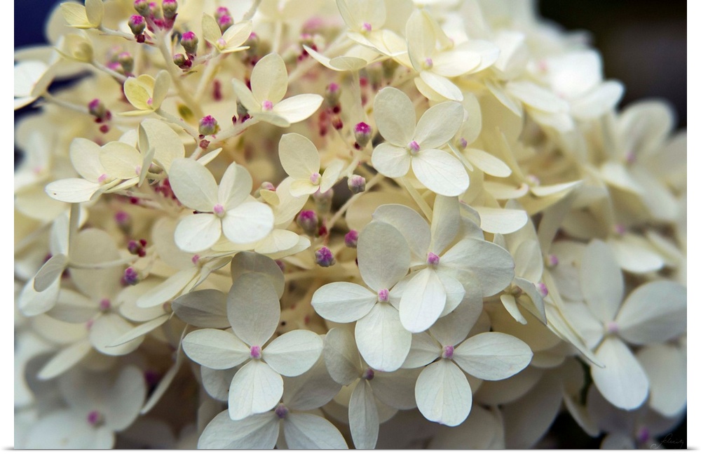 Photograph of white hydrangeas up-close with pink buds and a shallow depth of field.