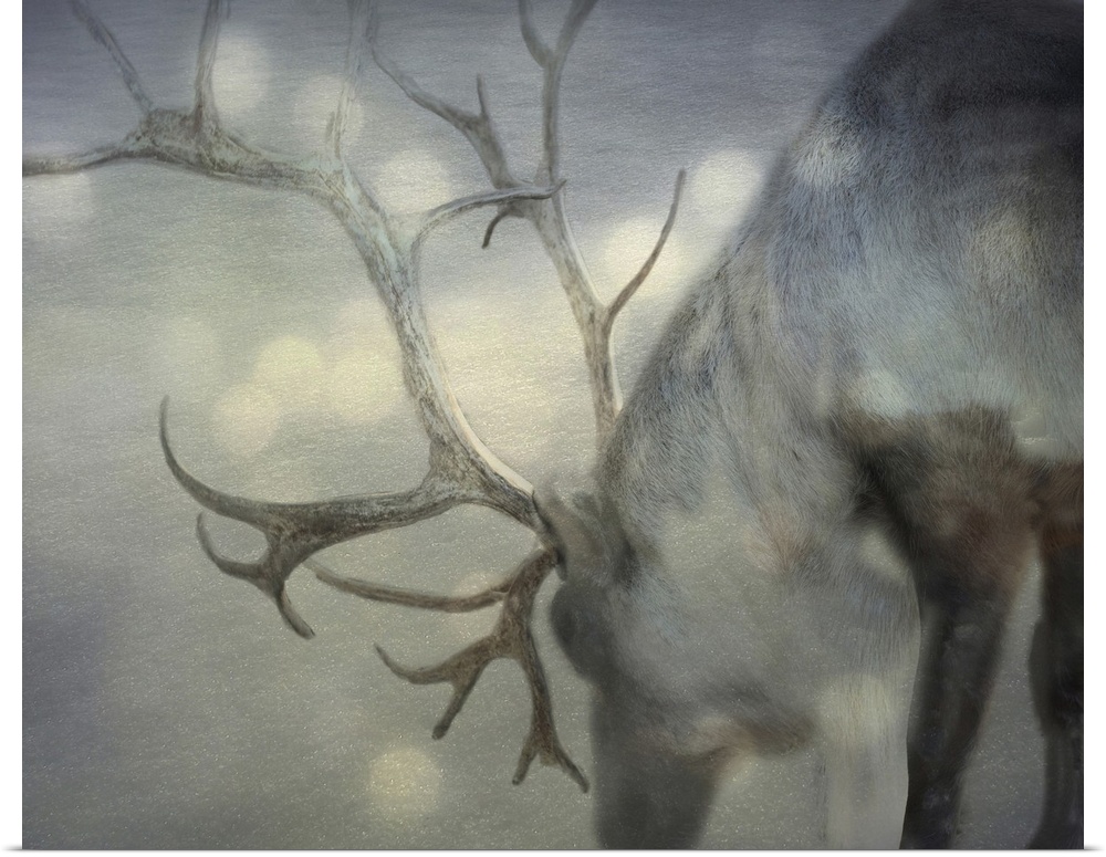 Photograph of a gray reindeer on snow.