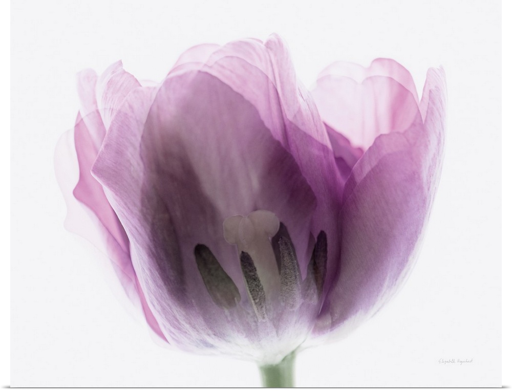Photograph of a purple tulip in muted tones that fade into the white background.