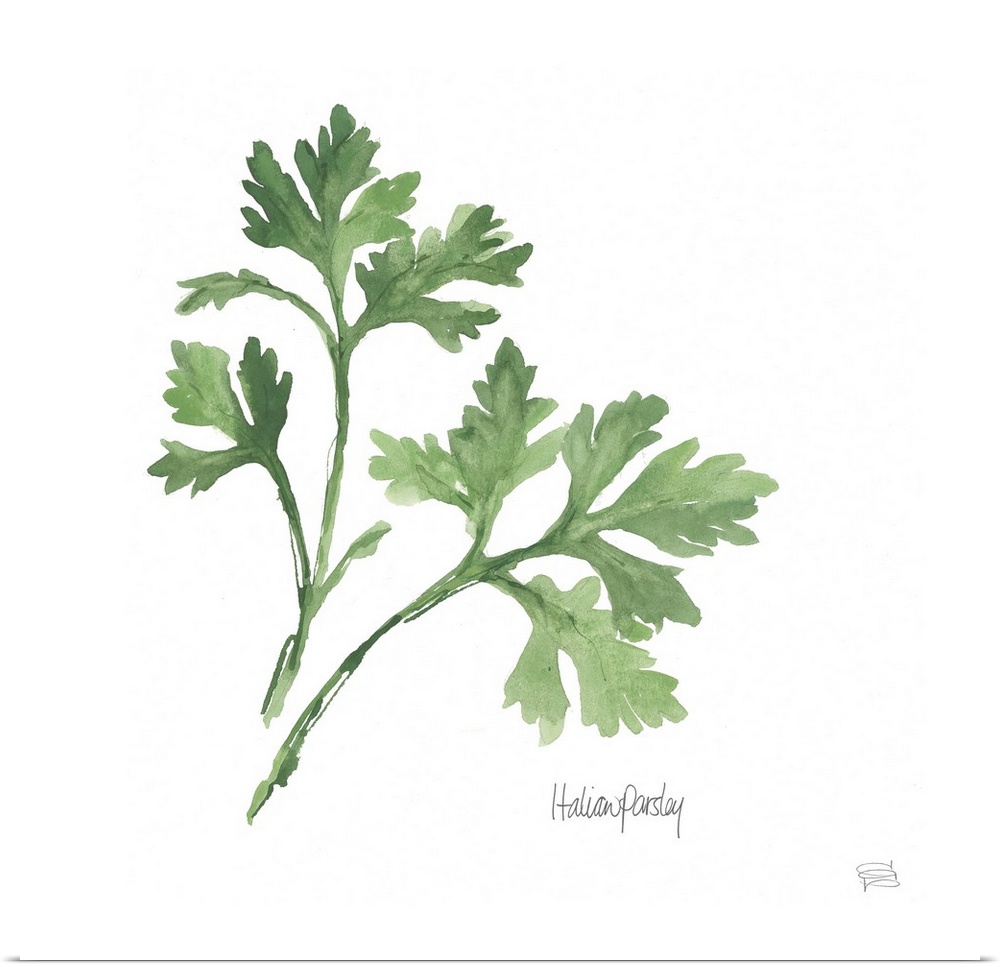 Simple square watercolor painting of Italian Parsley with its title written at the bottom.