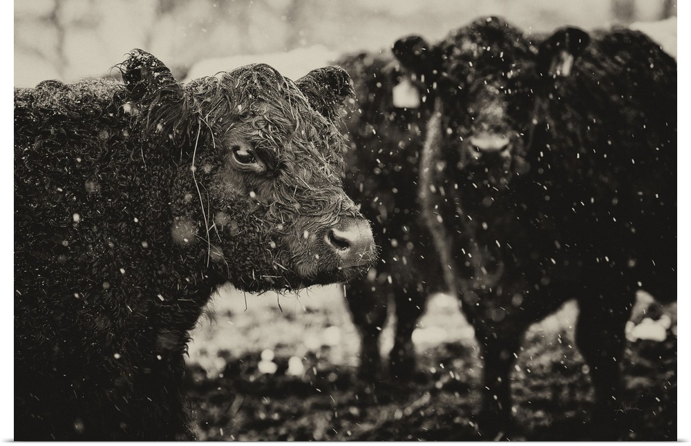Black and white photograph of a group of cows during a snow fall.