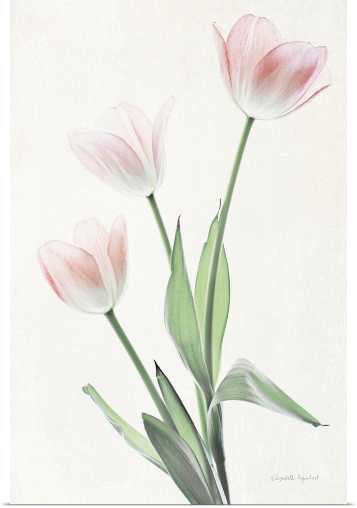 Photograph of pink tulips in muted tones that fade into the white background.