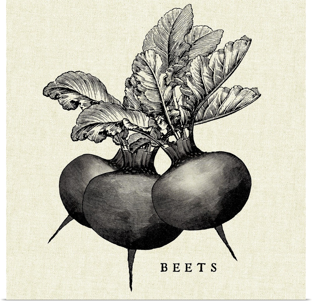 Black and white illustration of beets on a rustic linen background.