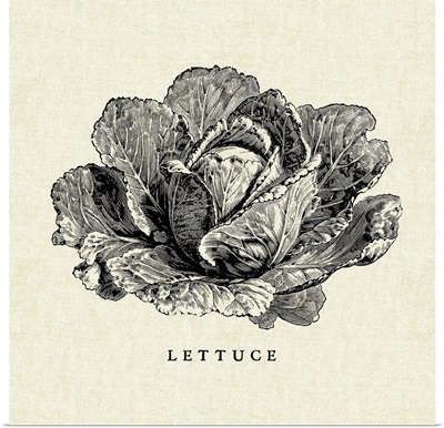 Linen Vegetable BW Sketch Lettuce