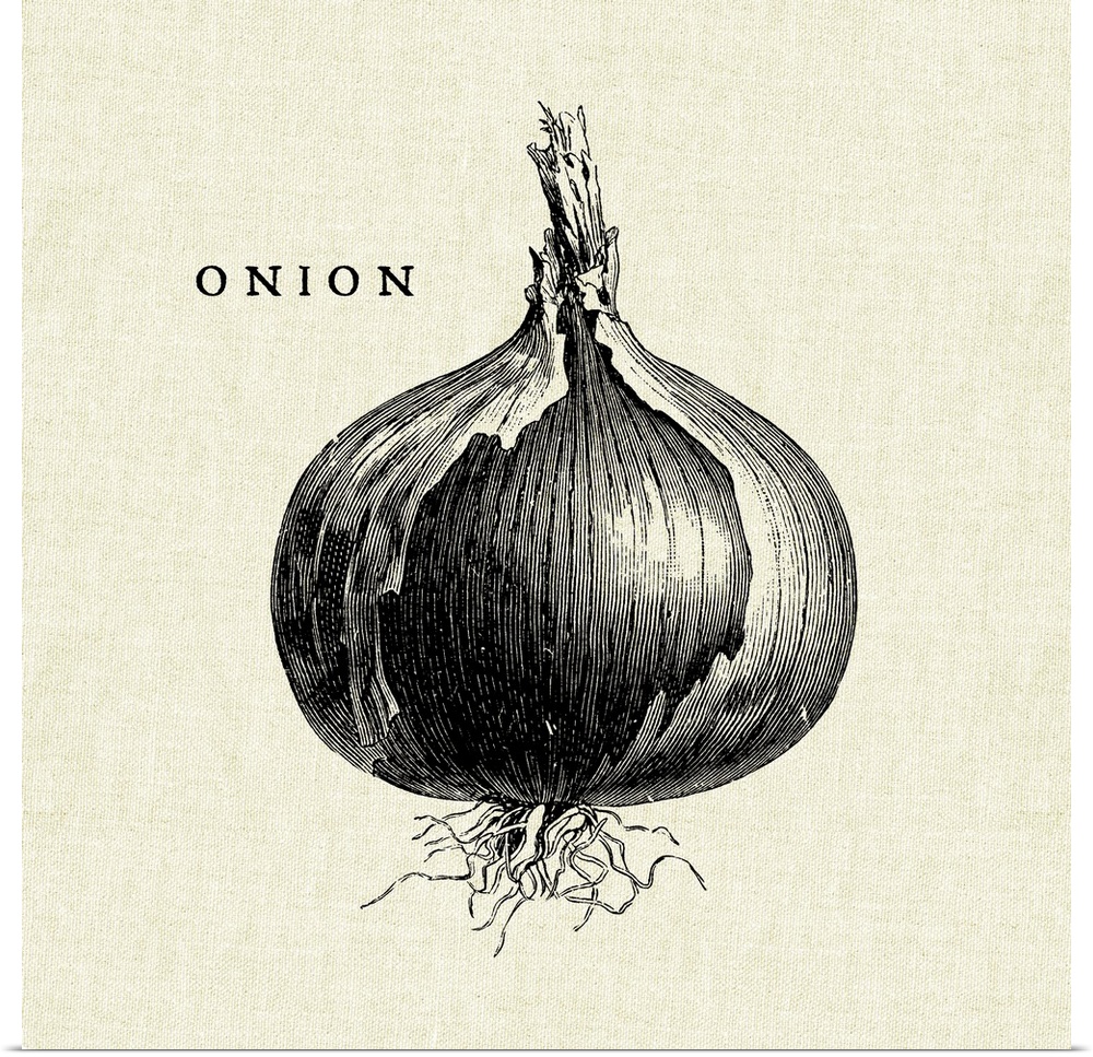 Black and white illustration of an onion on a rustic linen background.