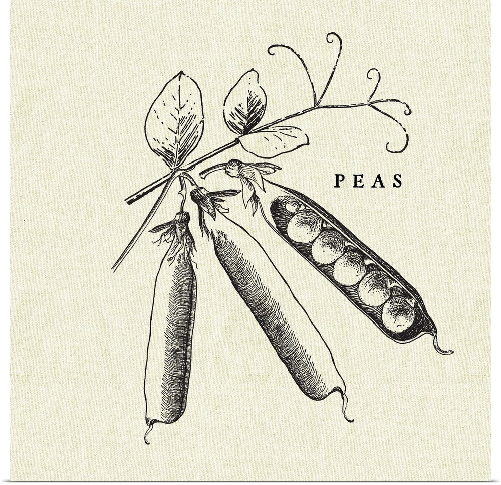 Black and white illustration of peas in pods on a rustic linen background.