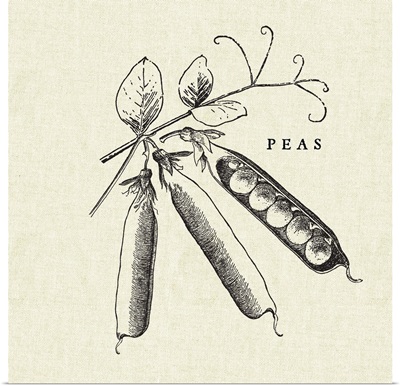 Linen Vegetable BW Sketch Peas