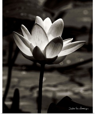 Lotus Flower VII