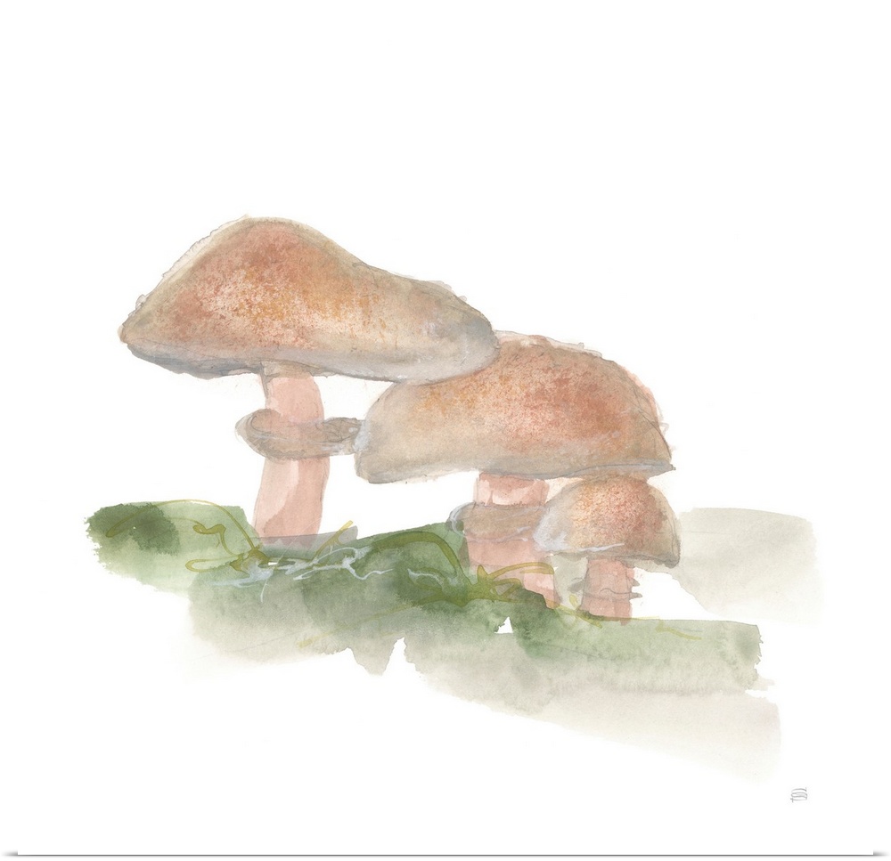 Mellow Mushrooms III