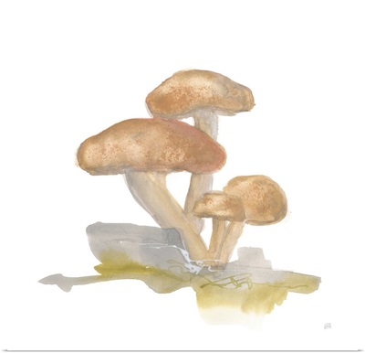 Mellow Mushrooms IV