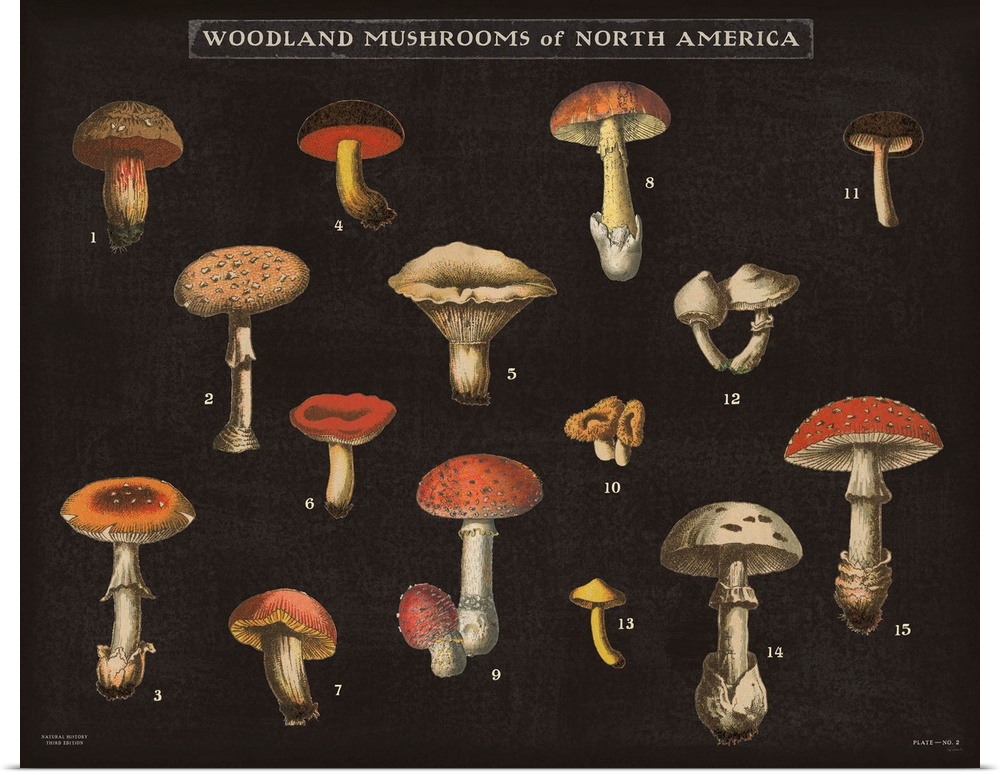 Horizontal Woodland Mushrooms of North America chart with a black background.