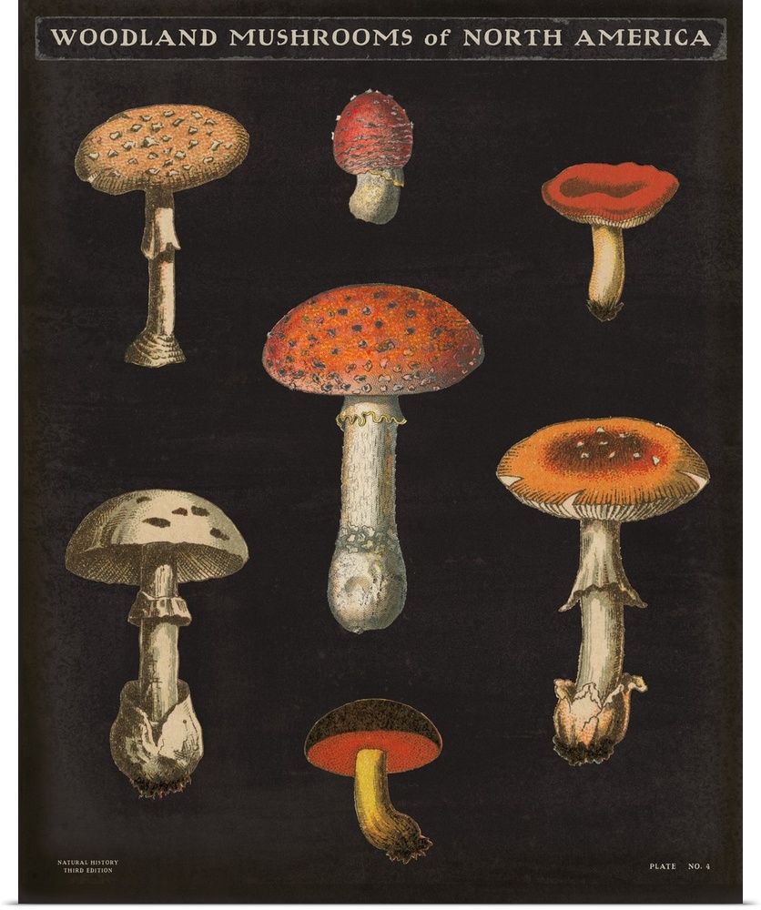 Vertical Woodland Mushrooms of North America chart with a black background.