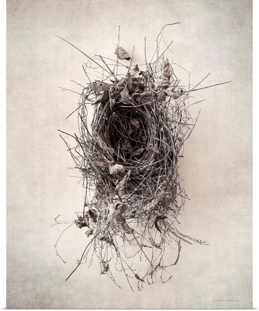 Antique style photograph of an empty leafy bird's nest.