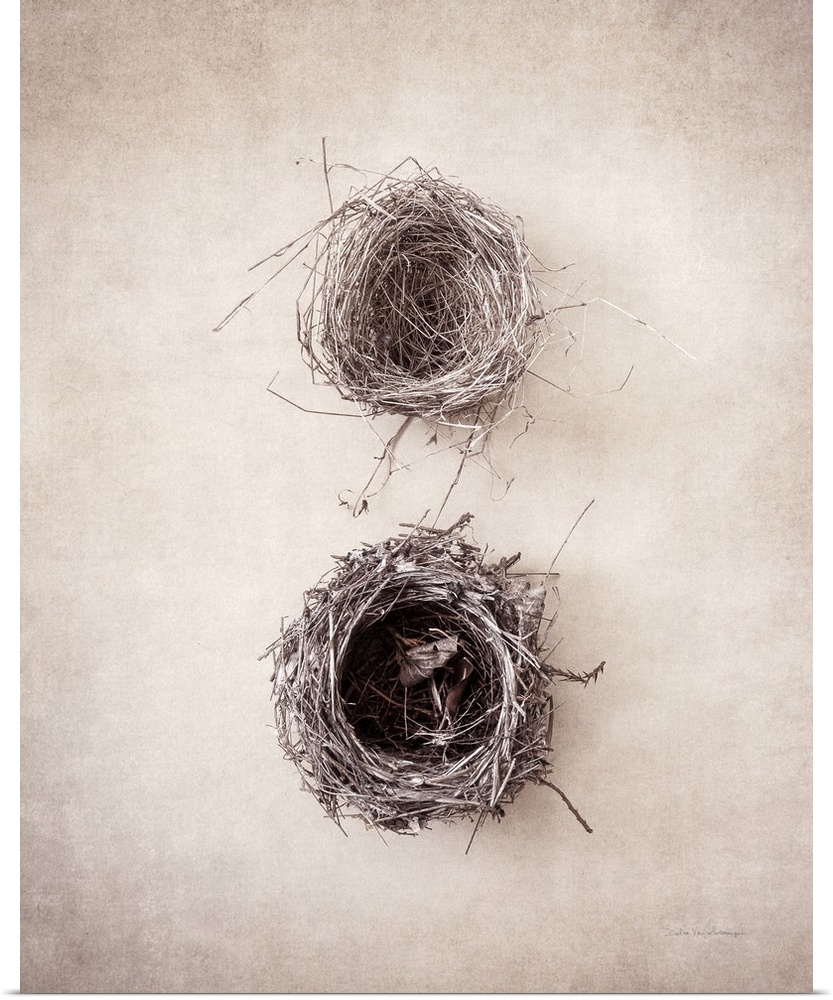 Antique style photograph of two empty bird's nests.