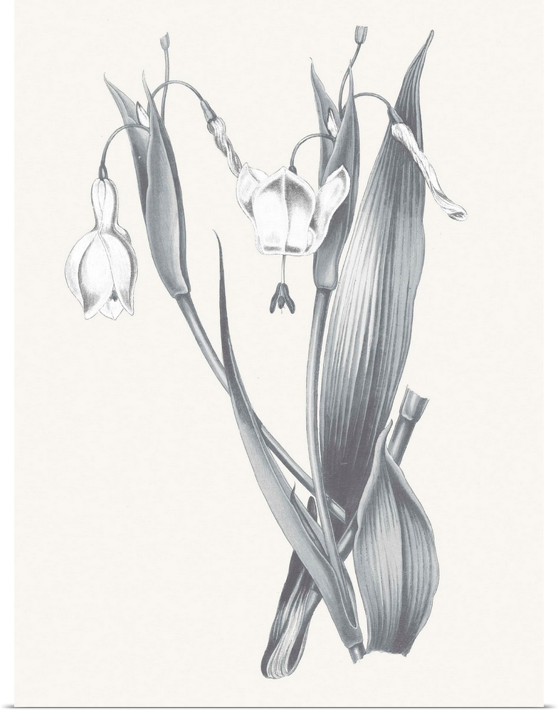Black and white painting of lilies on a neutral colored background.