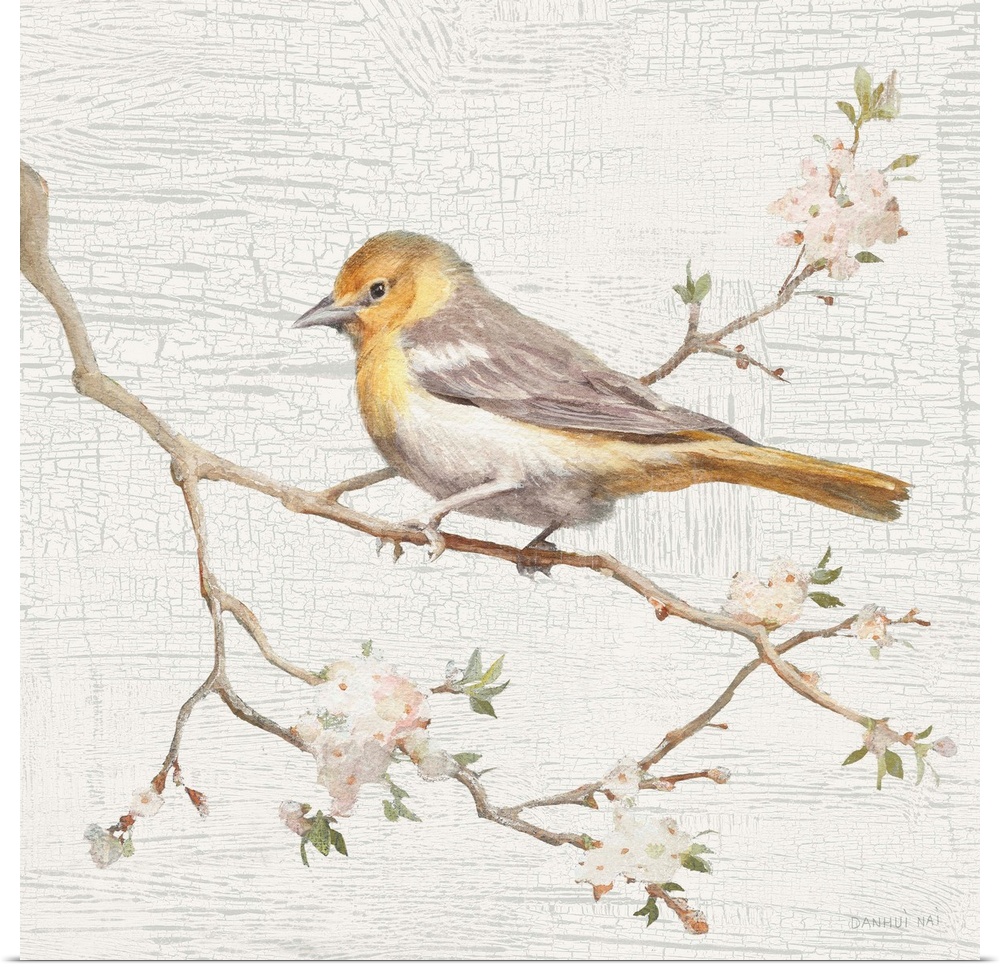 Square vintage illustration of a Northern Oriole perched on a branch with flowers on a texture white and gray background.