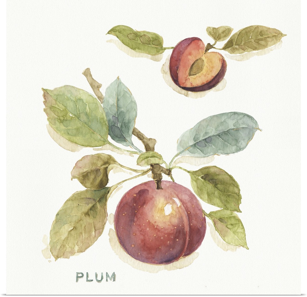 Watercolor illustration of a plum hanging off a branch.