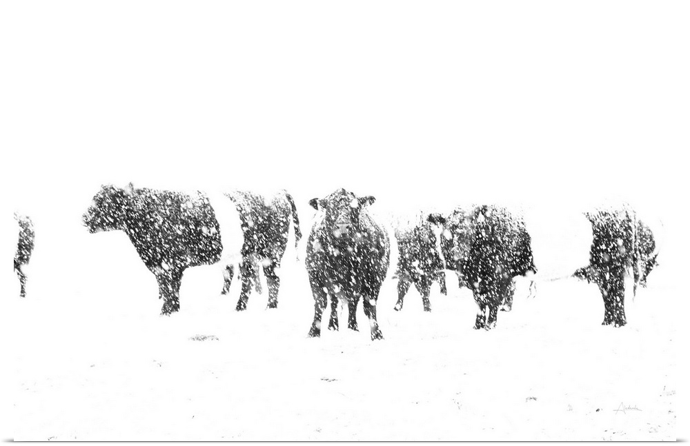 In this photograph, black cows contrast an all white snowy landscape.