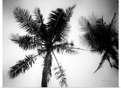Palm Tree Looking Up II