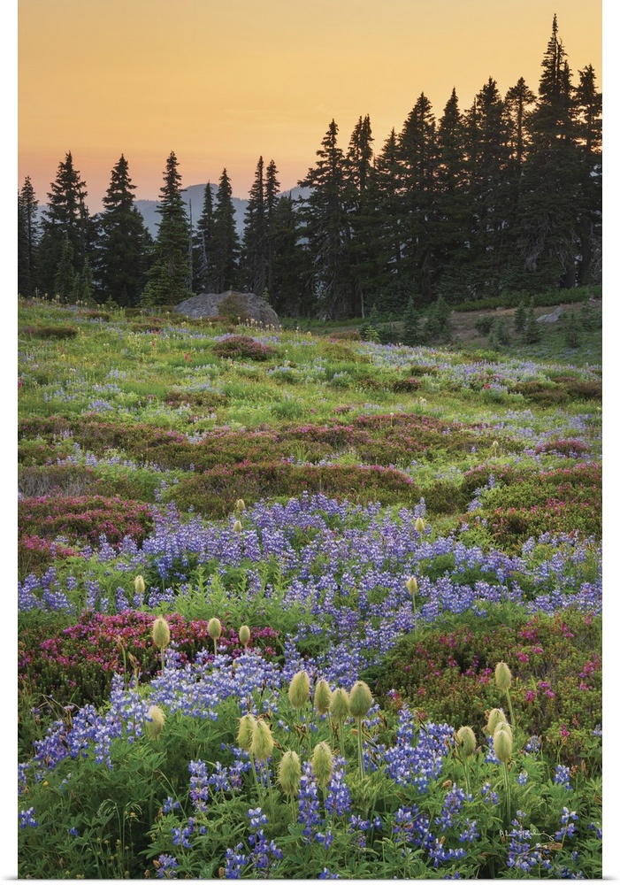 Mount Rainier Paradise wildflower meadows containing  a mixture of Western Anemone, Broadleaf Lupines, Pink Mountain Heath...