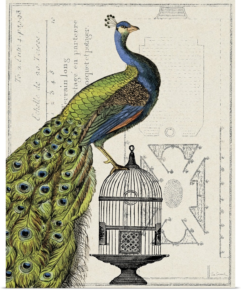 Antique-style collage of an illustrated Indian peafowl on a cage combined with an architectural drawing.