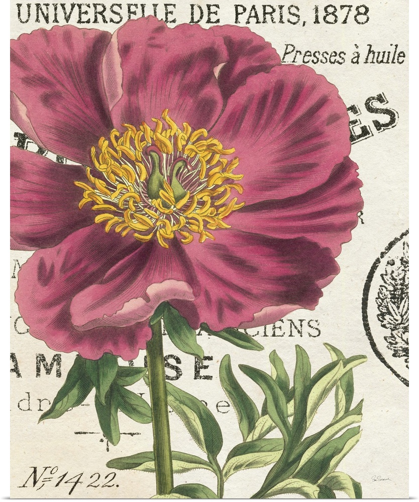 Vintage stylized illustration of a pink peony against a cream background with text.