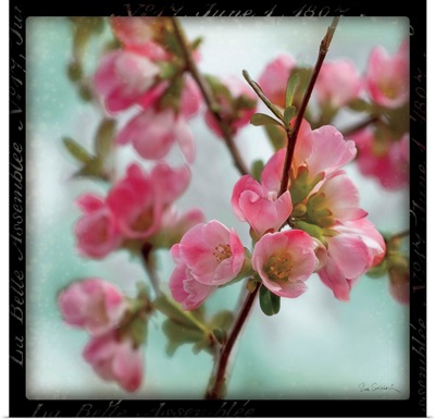 Quince Blossoms II
