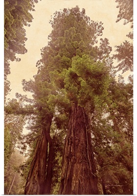 Redwoods II