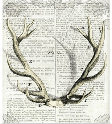 Regal Antlers on Newsprint I