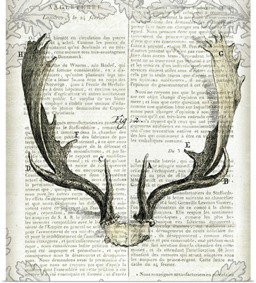 Regal Antlers on Newsprint II