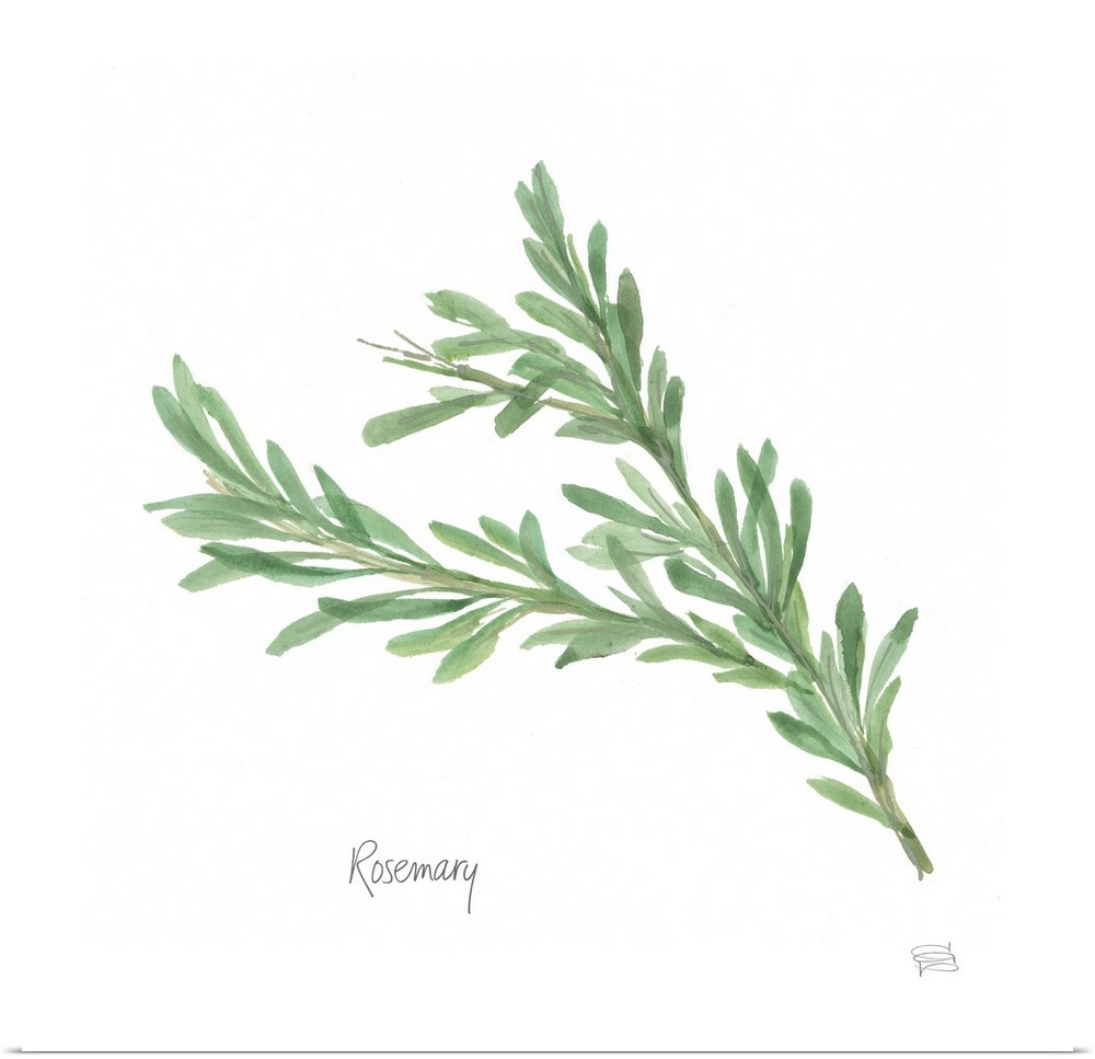 Simple square watercolor painting of Rosemary with its title written at the bottom.