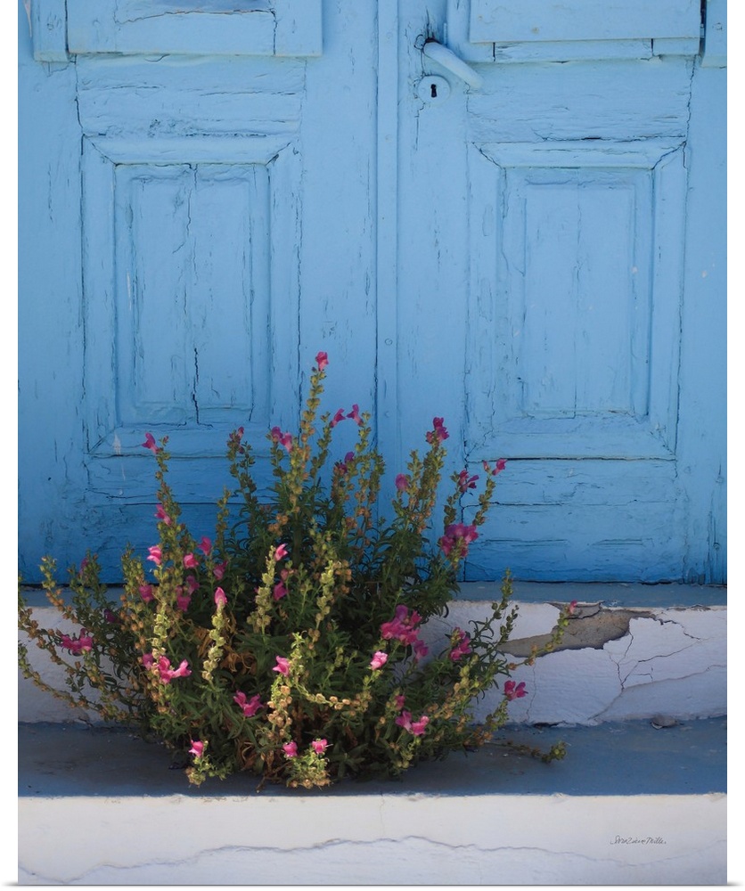 Photograph of a bush with pink flowers growing in the cracks on the ground in front of a blue door in Santorini.
