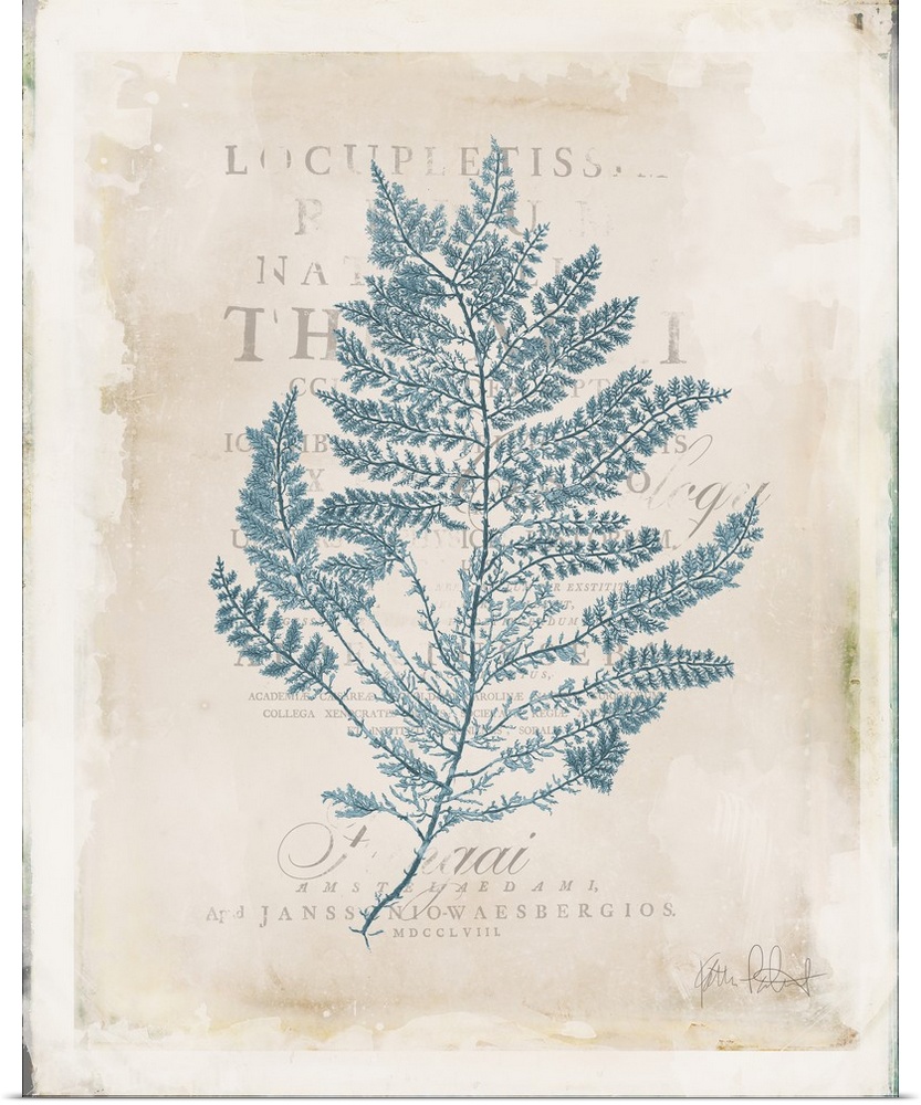 Vintage style illustration of blue seaweed with faded text in the background.