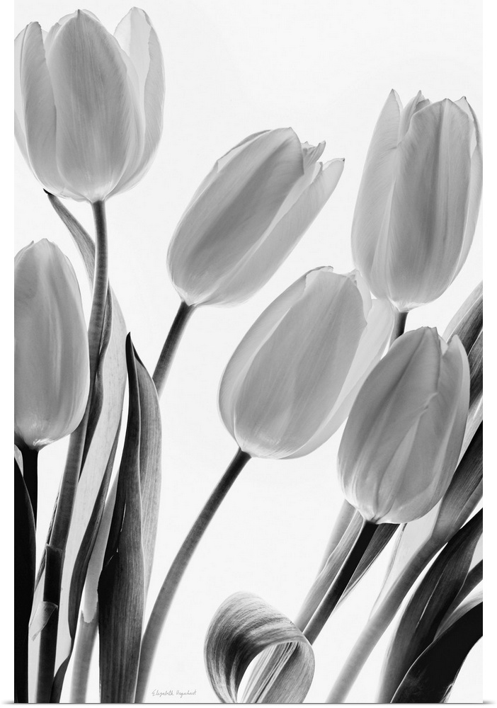 Black and white still life photograph of a bouquet of tulips on a bright white background.