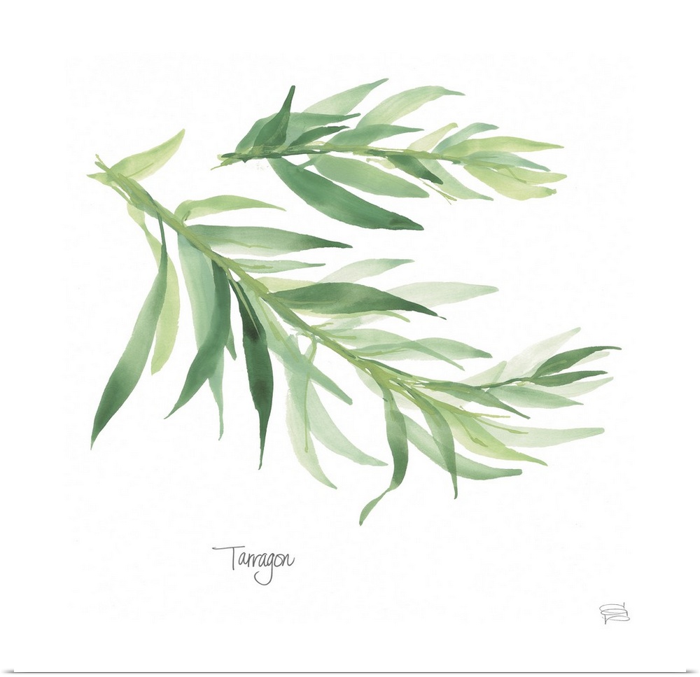 Simple square watercolor painting of Tarragon with its title written at the bottom.