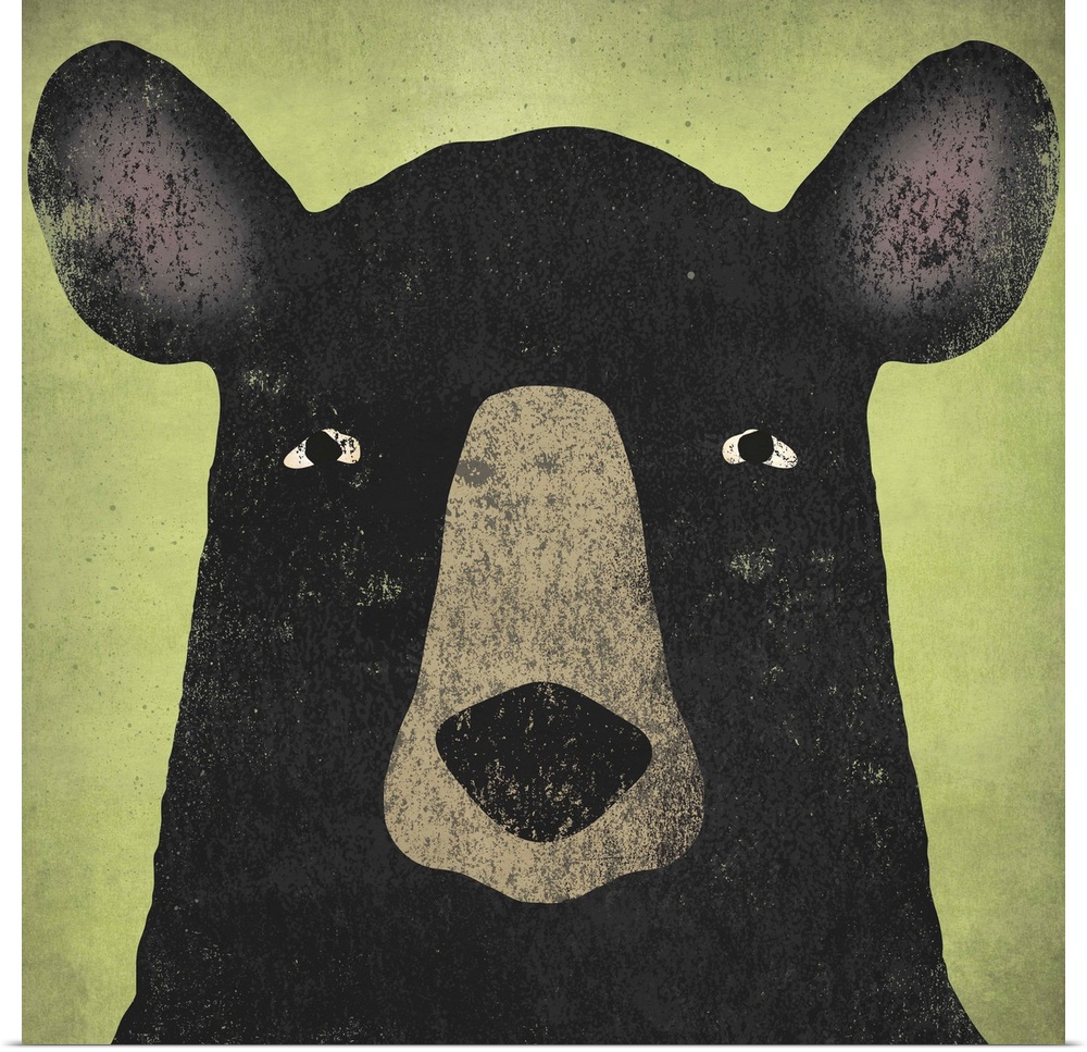 Portrait of a black bear with big ears and an intense stare.