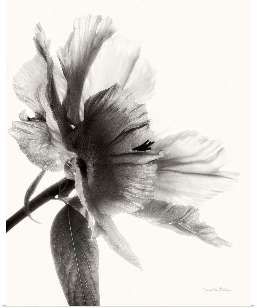 Black and white photograph of a translucent peony.