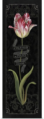 Tulipa Botanica III