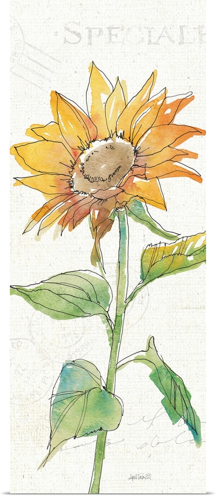 Tall watercolor painting of a single sunflower on a white background with faint text.