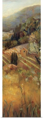 Vineyard in the Valley II