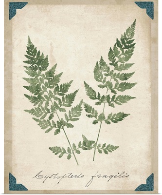 Vintage Ferns VII