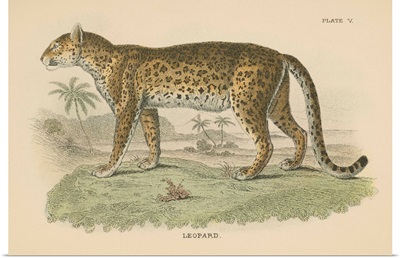 Vintage Leopard