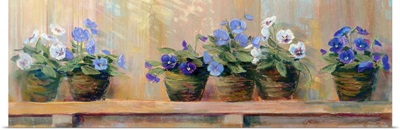 Violets in Pots