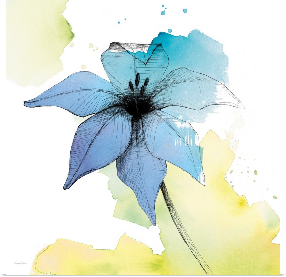 A square watercolor painting of a blue lily with black sketched lines.