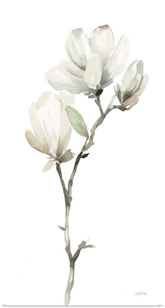 White Magnolia II