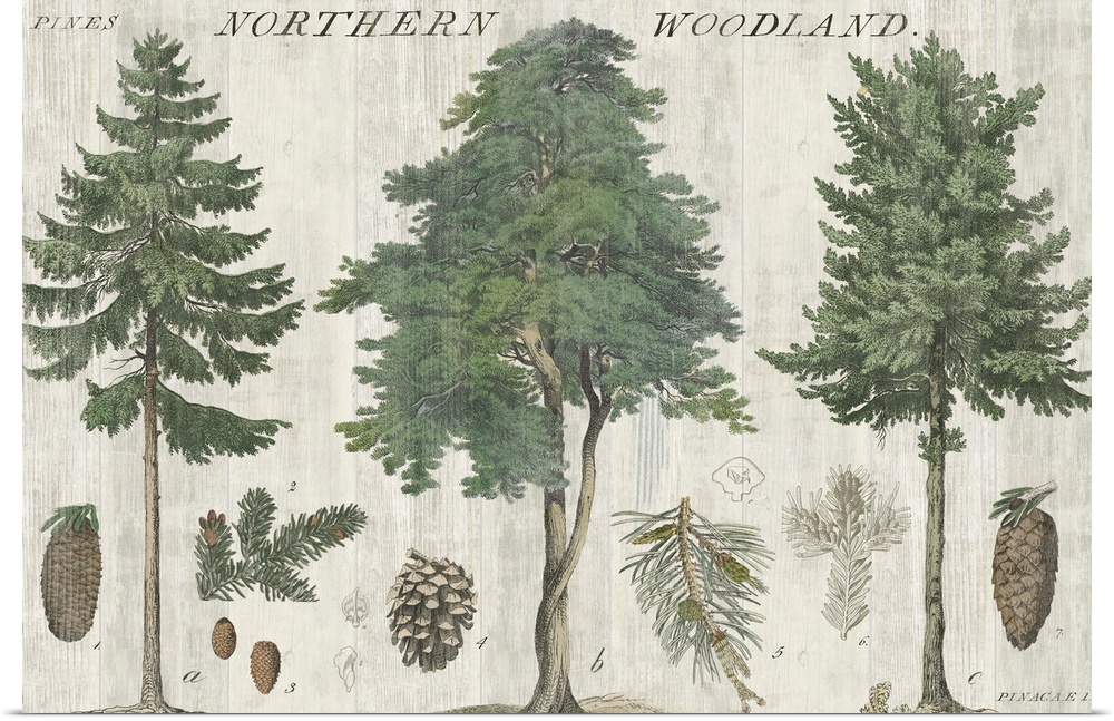 Woodland Chart I
