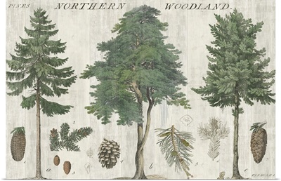 Woodland Chart I