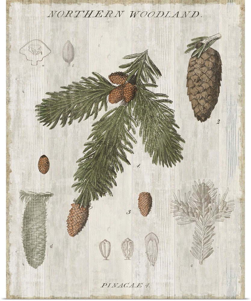 Home decor artwork of a vintage rustic looking chart of trees.