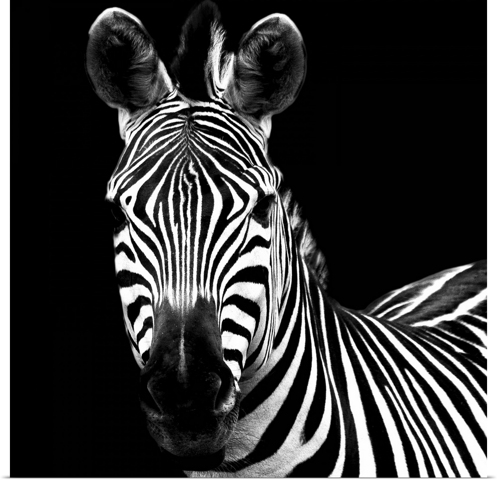 A high contrast photograph of a zebra staring at the viewer.