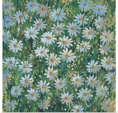 A Field Of Daisies I